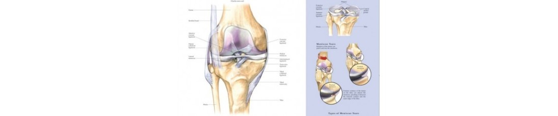 Anatomical Charts & Exercise Videos